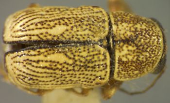 Media type: image;   Entomology 4299 Aspect: habitus dorsal view
